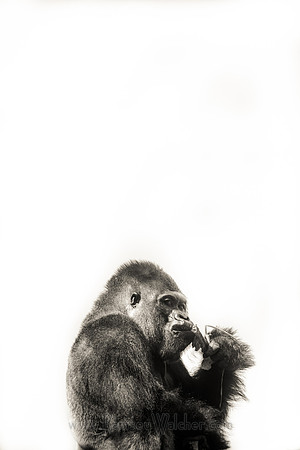 Gorilla at Oklahoma City Zoo 1