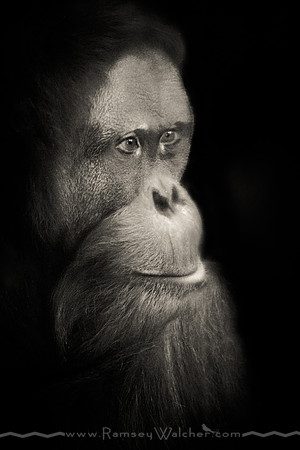Orangutan at Oklahoma City Zoo 3