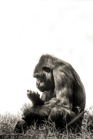 Gorilla at Oklahoma City Zoo 3
