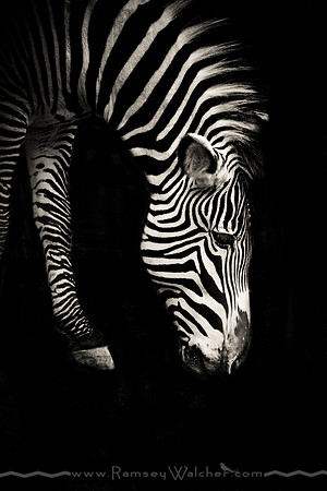 Zebra at San Diego Zoo 2