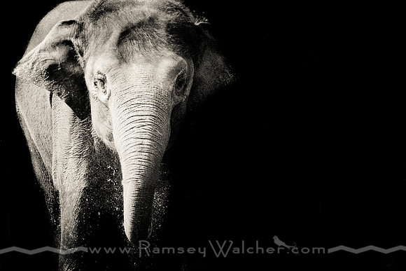 Elephant at Oklahoma City Zoo 1