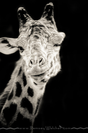 Giraffe at San Diego Zoo