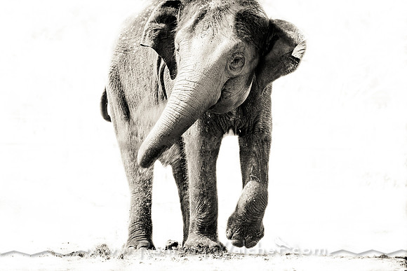 Elephant at Oklahoma City Zoo 3