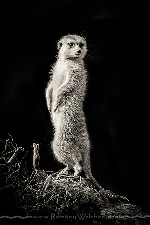 Meerkat