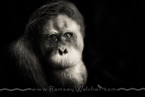 Orangutan at Oklahoma City Zoo 1