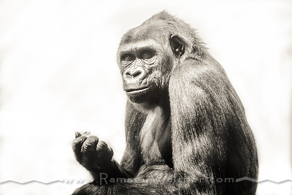Gorilla at Oklahoma City Zoo 2