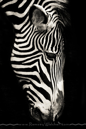 Zebra at San Diego Zoo 3