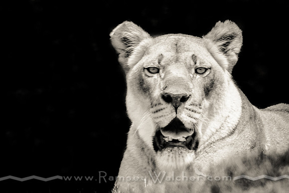 Lioness at Oklahoma City Zoo