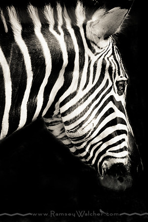 Zebra at San Diego Zoo
