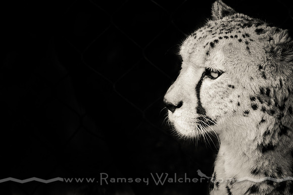 Cheetah at San Diego Zoo
