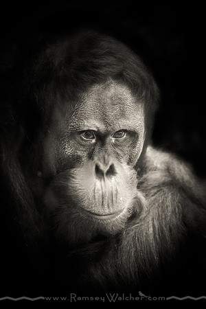 Orangutan at Oklahoma City Zoo 2