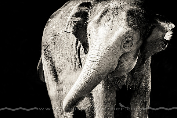 Elephant at Oklahoma City Zoo 2