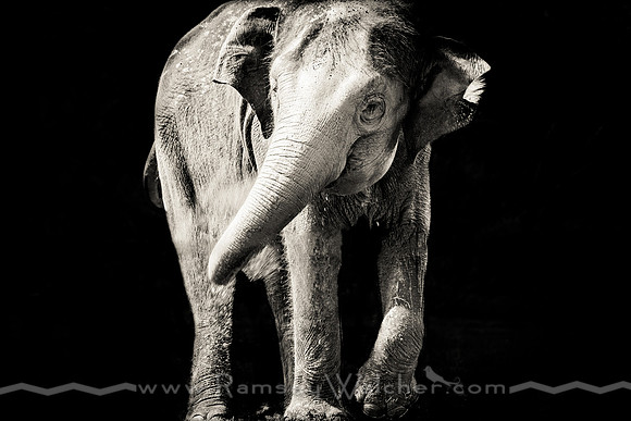 Elephant at Oklahoma City Zoo 4