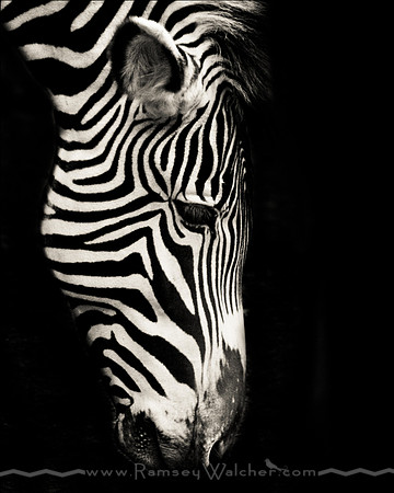 zebra16x20