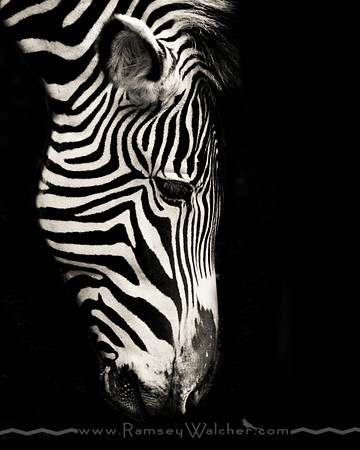 zebra16x20a